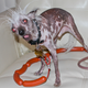 Illustration for article titled Saturday Night Social: Competition Is Fierce for This Years Worlds Ugliest Dog Pageant